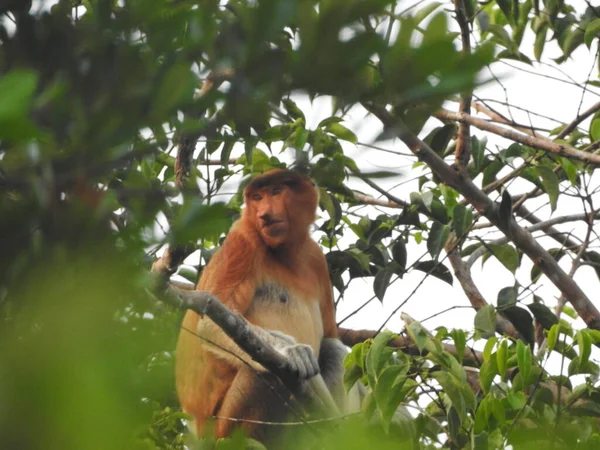 Proboscis Monkey Tanjung Puting National Park Borneó Sziget Indonézia — Stock Fotó
