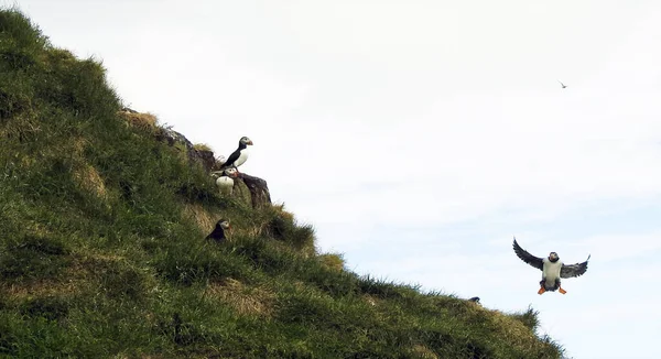 stock image Puffins, Borgarfjordur Eystri North Island - Iceland