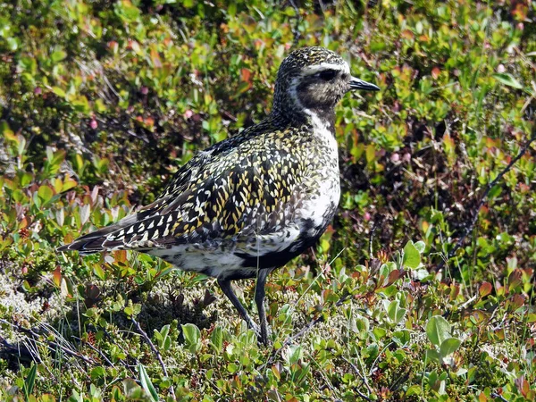 stock image Ptarmigan in Skaftafell National Park, bordering Vatnaj kull National Park - Iceland