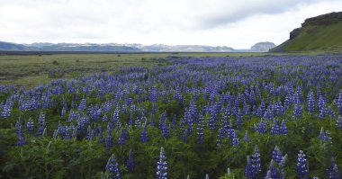 Alaska lupin çiçekleri, Hj rleifsh f, M rdalssandur ovası, Vik - İzlanda