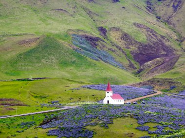 Lupin çiçeklerinin arasında Vik i Myrdal Kilisesi - İzlanda