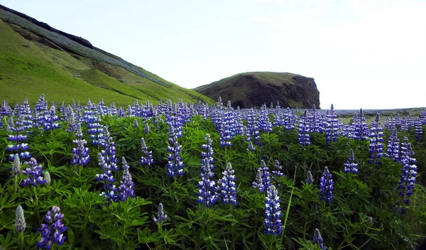 Alaszkai Csillagvirág Rleifsh Rdalssandur Plain Vik Izland — Stock Fotó
