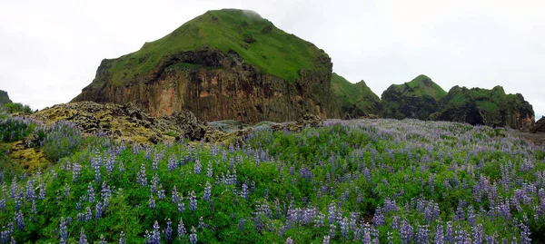 Alaskańskie Kwiaty Łubinu Twierdza Skansinn Wyspa Heimaey Wyspa Vestman Islandia — Zdjęcie stockowe