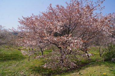 Kiraz çiçeği, Matsumae Kalesi, Hokkaido Adası - Japonya