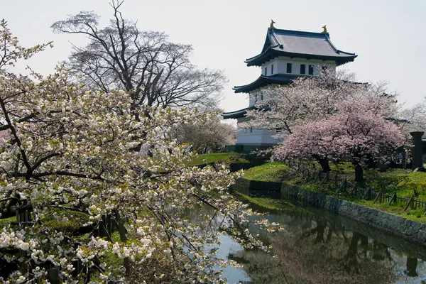 Flor Cerezo Castillo Matsumae Isla Hokkaido Japón — Foto de Stock