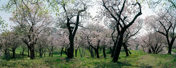 Kiraz çiçeği, Matsumae Kalesi, Hokkaido Adası - Japonya