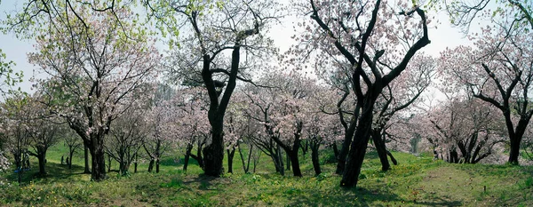 Cseresznyevirág Matsumae Kastély Hokkaido Sziget Japán Jogdíjmentes Stock Képek