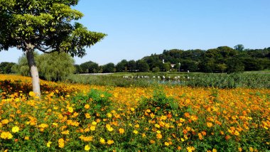 Mito Bahçeleri, Honshu Adası Japonya - Japonya