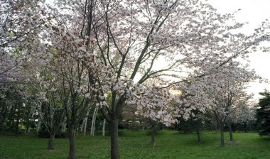 Hokkaido Adası, Sapporo şehrinde gün batımında kiraz çiçeği - Japonya