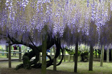 Kawachi Fujien Wisteria Bahçesi, Yahata, Honshu Adası - Japonya