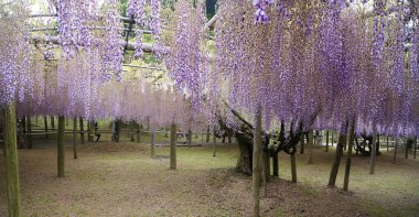 Kawachi Fujien Wisteria Bahçesi, Yahata, Honshu Adası - Japonya