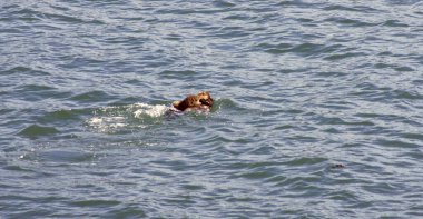 Whittier 'den Valdez, Alaska' ya Amerika Birleşik Devletleri 'ne giden su samurları.