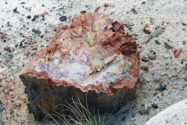 Taşlaşmış ağaç gövdesi, Kristal Ormanı, Taşlaşmış Orman Ulusal Parkı, Arizona - ABD