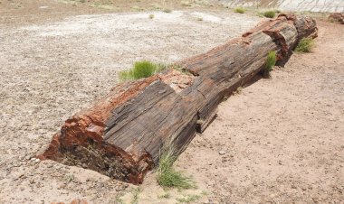Taşlaşmış ağaç gövdesi, Long Los, Taşlaşmış Orman Ulusal Parkı, Arizona - ABD