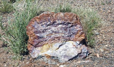 Taşlaşmış ağaç gövdesi, Long Los, Taşlaşmış Orman Ulusal Parkı, Arizona - ABD