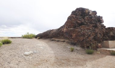 Taşlaşmış ağaç gövdesi, Long Los, Taşlaşmış Orman Ulusal Parkı, Arizona - ABD