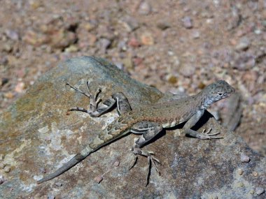 Gecko, Saguaro Ulusal Parkı, Tucson, Arizona - ABD