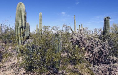 Plantas del desierto, Saguaro Ulusal Parkı, Tucson, Arizona - ABD