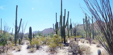 Saguaro kaktüsü, Çöl Bahçesi, Phoenix Arizona - ABD