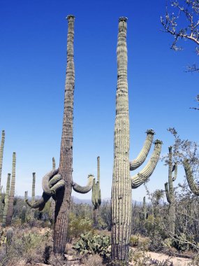 Saguaro kaktüsü, Çöl Bahçesi, Phoenix Arizona - ABD