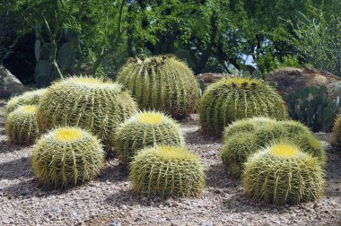 Water Biznaga, Desert Garden, Phoenix Arizona - ABD