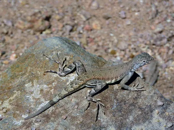 Gecko, Saguaro Ulusal Parkı, Tucson, Arizona - ABD