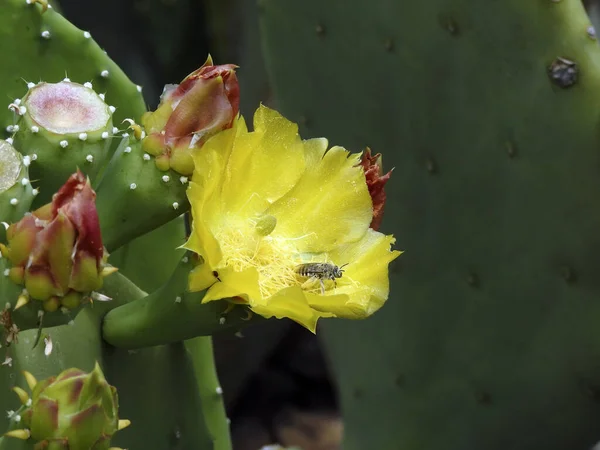 Pollination of a cactus, Desert Garden, Phoenix, Arizona - United States