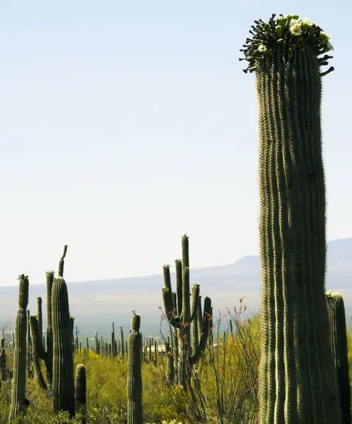 Saguaro cactus, Desert Garden, Phoenix Arizona - United States