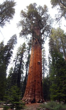 General Grant Sequoia, Sequoia Ulusal Parkı, Kaliforniya - ABD