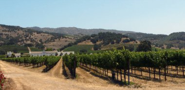 Üzüm bağları, Silverado Patikası, Napa Vadisi California - ABD
