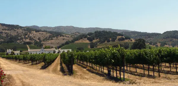 Üzüm bağları, Silverado Patikası, Napa Vadisi California - ABD