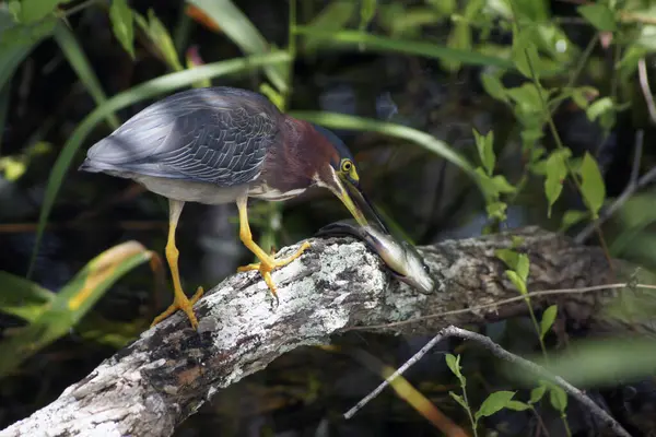 Everglades Fishing Birds, Everglades National Park, Florida - United States