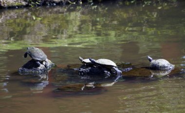 Kaplumbağalar, Byodo-in Tapınağı, Tapınaklar Vadisi, Oahu Adası, ABD