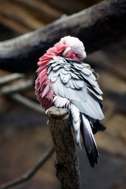 Galah, Eolophus Roseicapillus, Baltimore Akvaryumu Maryland - ABD