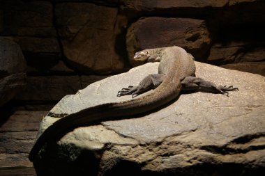 Varanus komodoensis, Baltimore Akvaryumu, Maryland - ABD