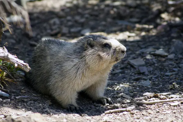 stock image Groundhog, Glacier National Park, Montana - United States