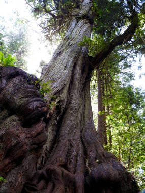 Dev sedir, Olimpiyat Ulusal Parkı, Washington Eyaleti - ABD