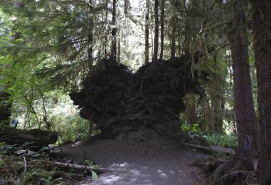 Hoh Nehri Yağmur Ormanı, Olimpiyat Ulusal Parkı, Washington Eyaleti - ABD