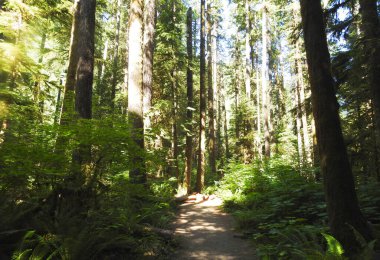 Marymere Falls, Olympic National Park, Washington Eyaleti - ABD