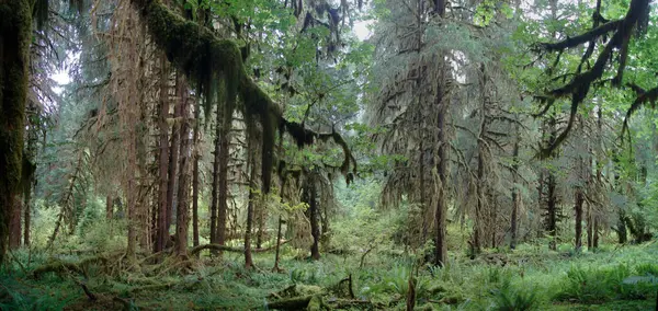 stock image Hoh River Rain Forest, Olympic National Park, Washington State - United States