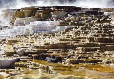 Mamut Kaplıcası, Yellowstone, Wyoming - Amerika Birleşik Devletleri