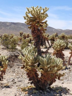 Joshua Tree, Joshua Tree National Park, California - United States clipart