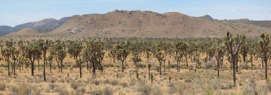 Joshua Tree, Joshua Tree Ulusal Parkı, Kaliforniya - ABD