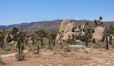 Kaya oluşumu, Joshua Tree Ulusal Parkı, Kaliforniya - ABD