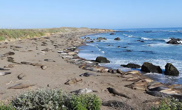 Deniz aslanları, Monterey Yarımadası, Kaliforniya - ABD