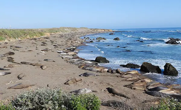 stock image Sea lions, Monterey Peninsula, California - United States