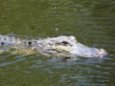 New Orleans, Louisiana 'daki bataklıklarda timsahlar.