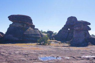 Meksika Taş Ormanı, Durango - Meksika