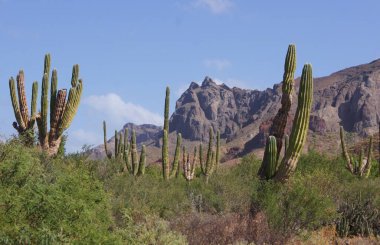 Kaktüs Sığınağı, La Paz, Baja California Sur - Meksika