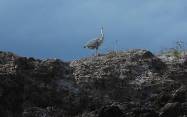 Gri Heron, Marietas Adaları, Riviera Nayarit - Meksika